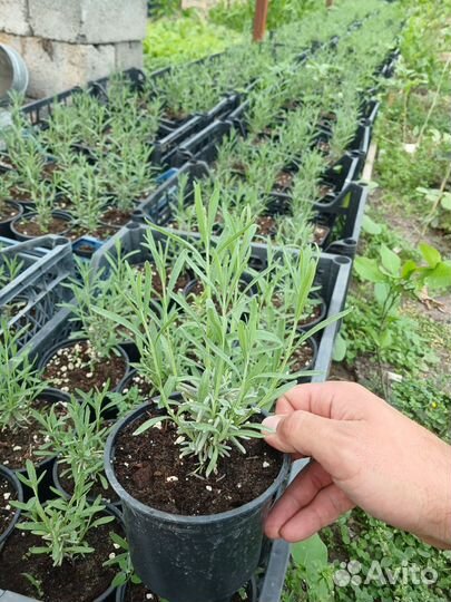 Лаванда Манстед