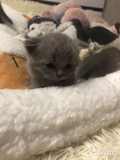 Британские котята