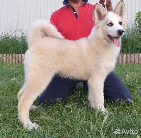 Якутская лайка щенки