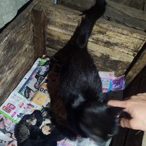 Кошка с котятами в добрые руки, Слоним
