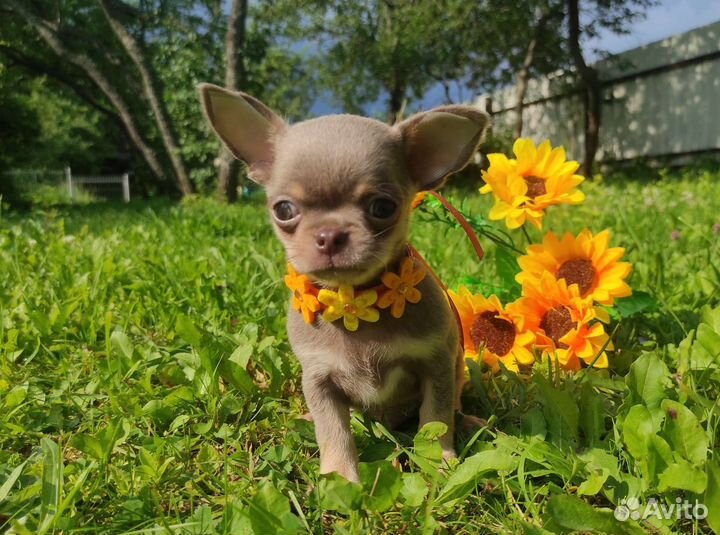 Лиловые и шоколадные щенки чихуахуа