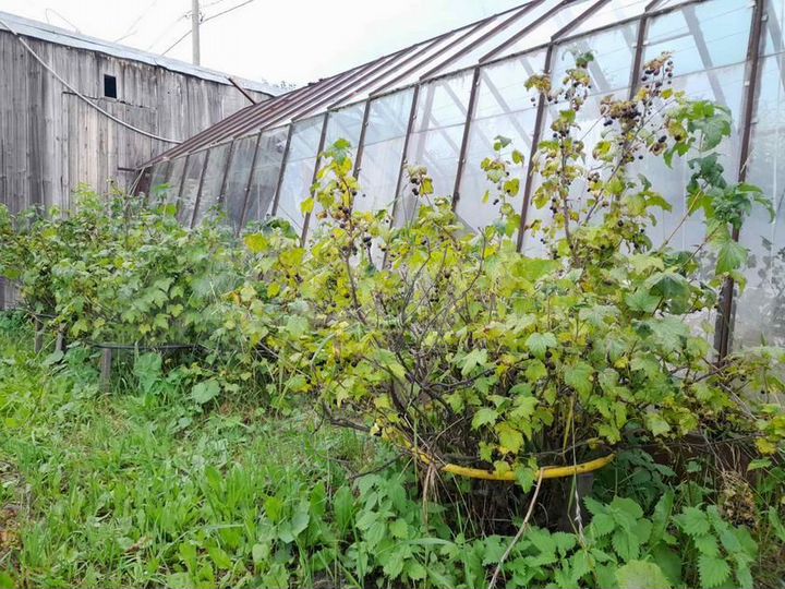 Участок 6,3 сот. (СНТ, ДНП)