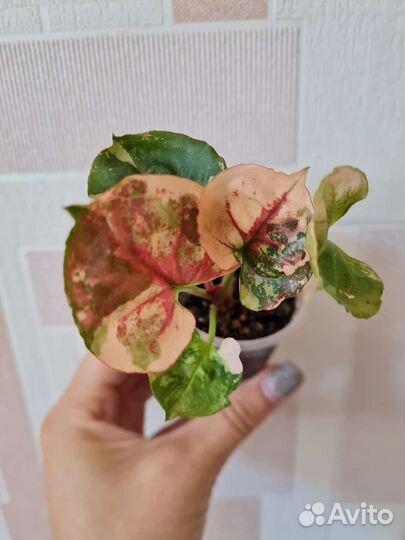 Сингониум клубничный лед