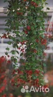 Эсхинантус триколор