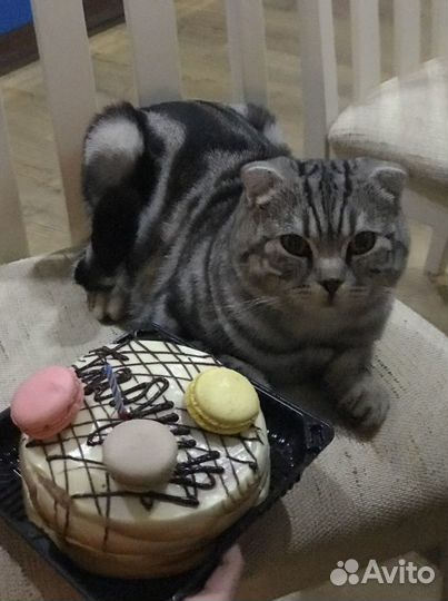 Шотландец (истинный ) Кот вязка