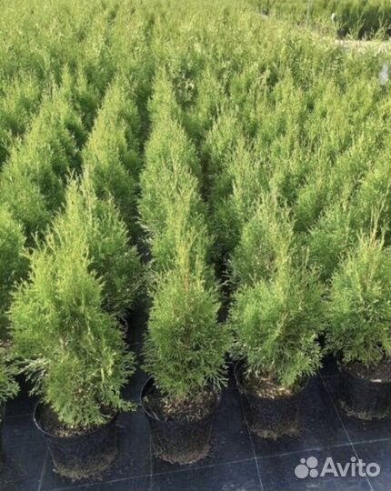 Туя смарагд