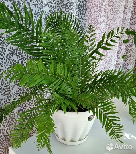 Папоротники