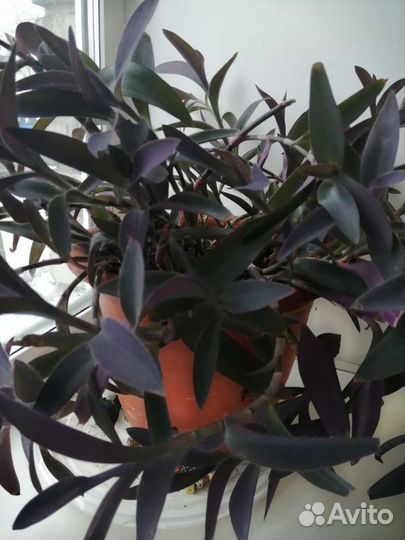 Традесканции 3 сорта