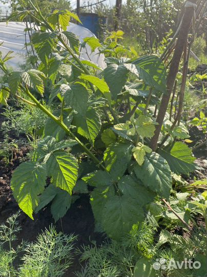 Саженцы ежевики