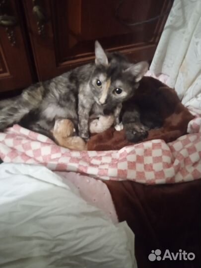 Кошка в дар