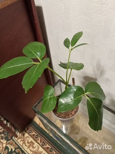 Комнатные цветы шеффлера лучелистная