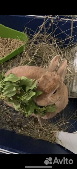 Передержка кролика