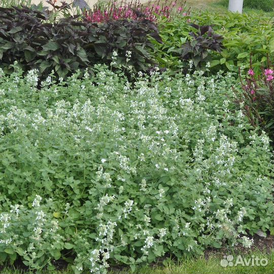 Котовник кошачий, кошачья мята