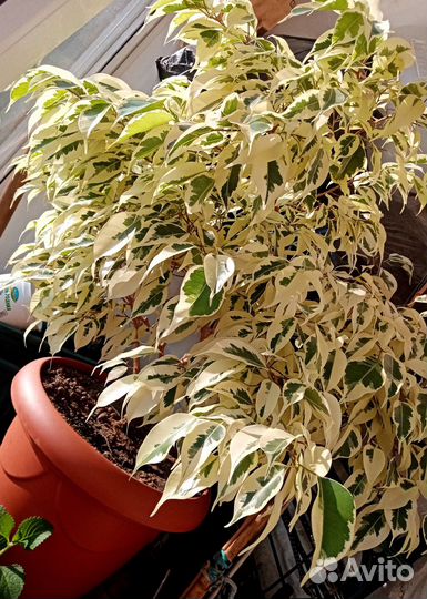 Фикус Бенджамина Старлайт, 10 лет