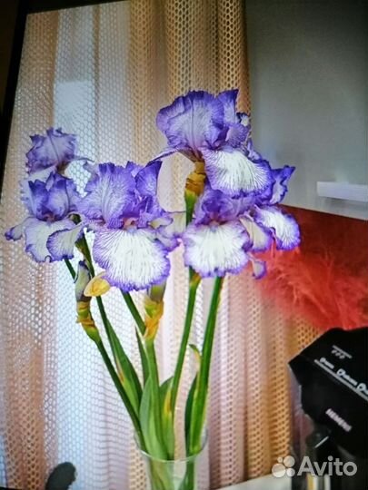 Сортовый Ирис (корни)