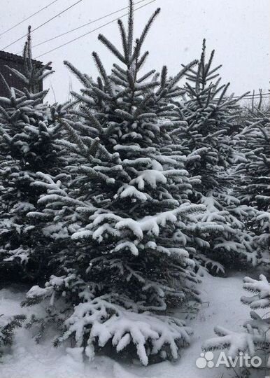 Ель 1.2м