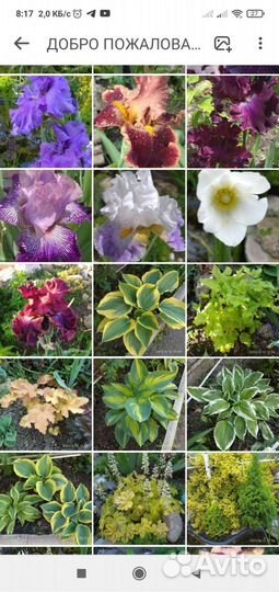 Многолетники садовые