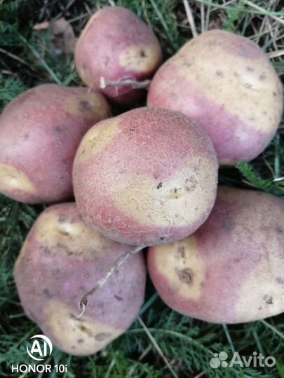 Картофель Фиолетовый, Голубой Дунай, сынок, и др