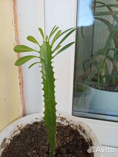 Продам цветы комнатные