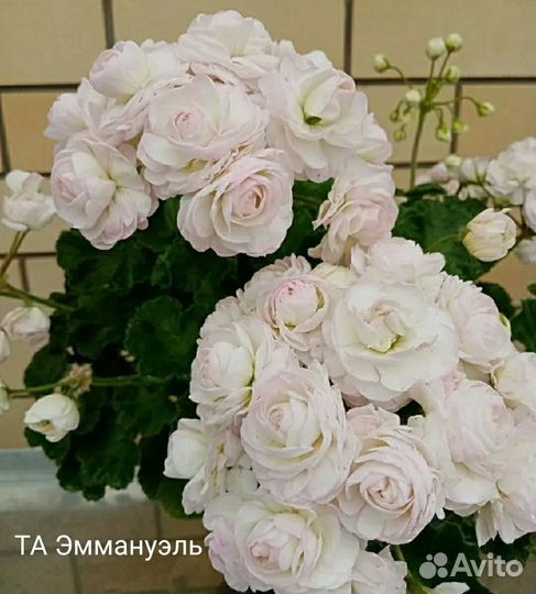 Пеларгония сортовая