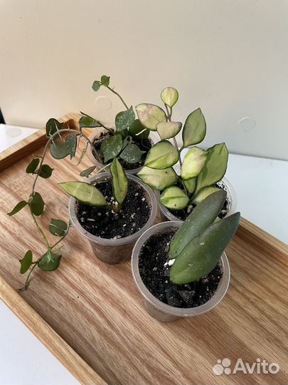 Набор месколистных хой