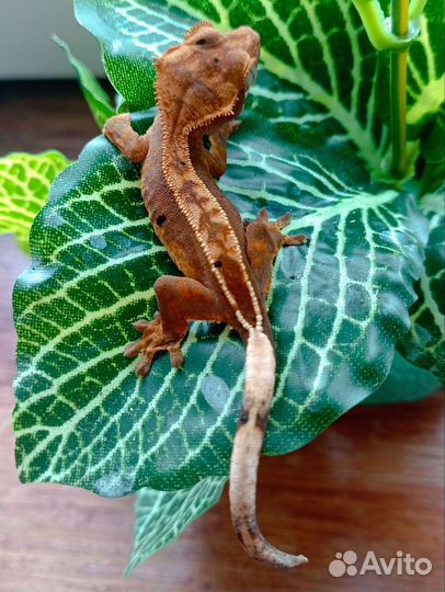 Реснитчатый бананоед