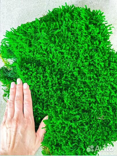 Стабилизированный мох ковер папоротник кочка
