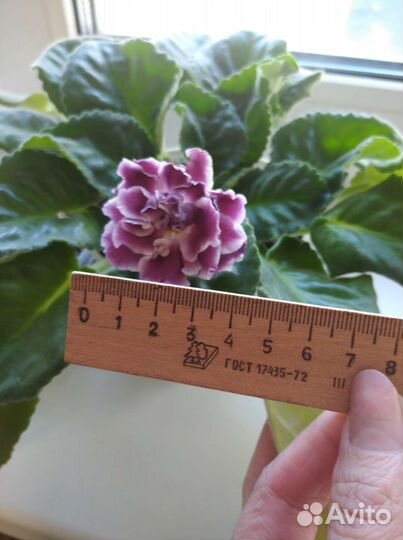 Фиалка в горшках