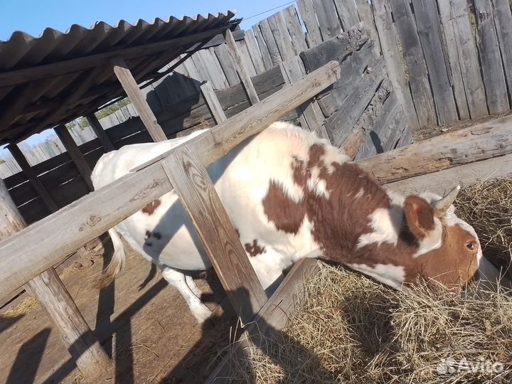 Бык на племя