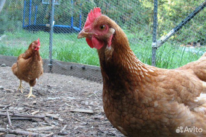 Куры несушки Белые