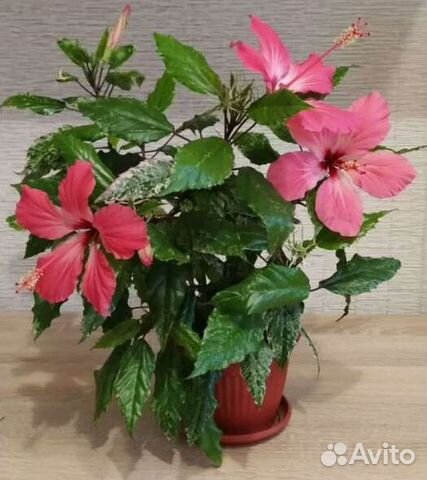 Комнатные цветы