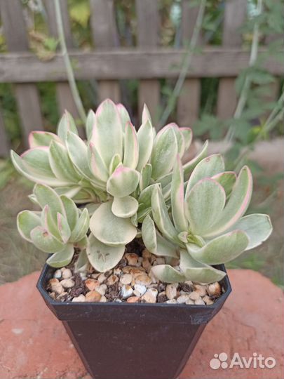 Crassula Money Maker variegata Крассула толстянка