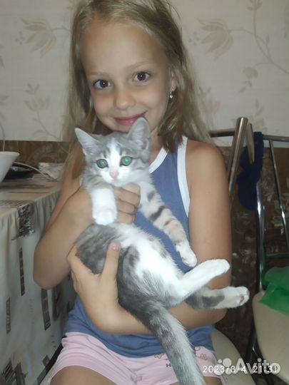 Кошка в дар