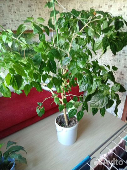 Гибискус китайская роза