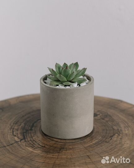 Суккуленты в бетонном кашпо