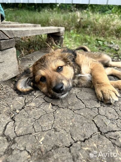 Щенок в добрые руки