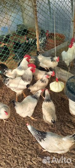 Инкубационное яйцо Адлерская Серебристая