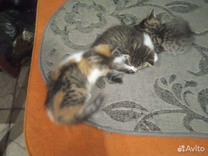 Кошка в дар бесплатно