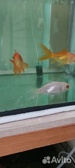 Золотые рыбки.(Кометы)