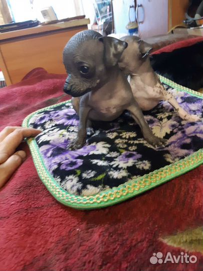 Щенки китайской хохлатой