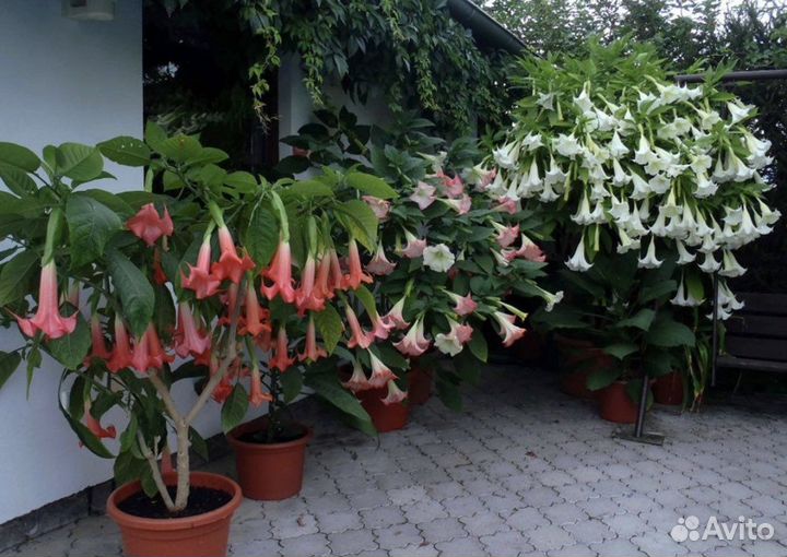 Бругмансия цветы (ангельские колокола)