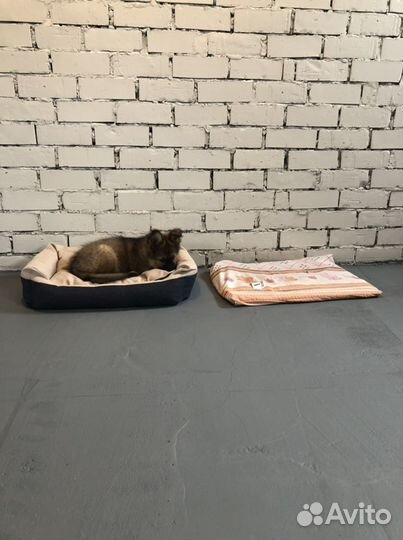 Гостиница для животных/ передержка