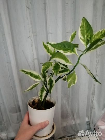 Педилантус