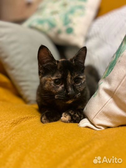 Кошка в добрые руки