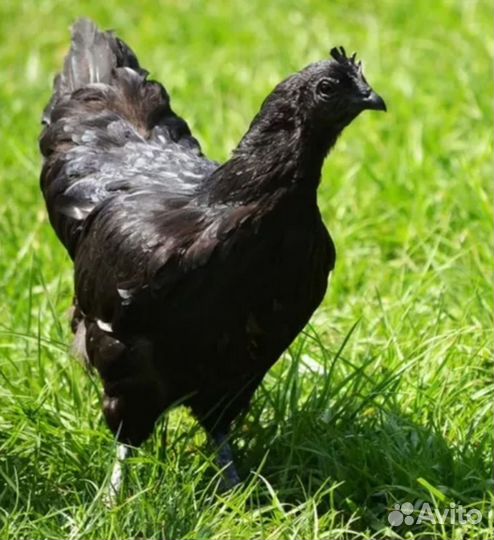 Курочка ухейилюй