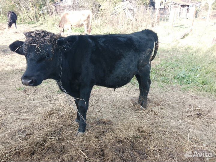 Бычки и телочка