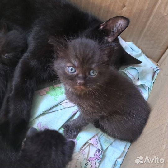 Кошки в дар