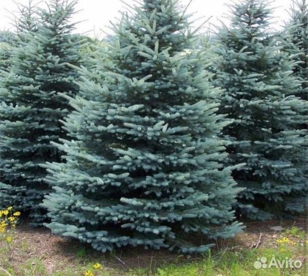 Ель голубая