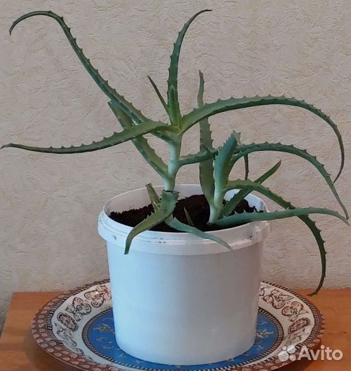 Комнатные цветы Алоэ
