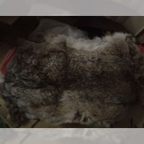 Шкурки животных